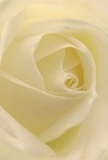 This immersive image places you deep within the tranquil heart of a cream-white rose, as if cocooned by its petal walls and warmed by Cockfosters' gentle sunlight. Each spiral of the blooming core guides the gaze inward, encouraging the mind to imagine the sensation of touching petals so soft, they seem to dissolve like morning mist over nearby Oakwood Park. Subtle gradients of ivory and cream are highlighted by natural light, while barely-there shadows trace graceful lines-casting a soothing, dreamlike atmosphere. The air, gentle and crisp, suggests freshness and a hint of understated fragrance, evoking memories of care packages and special deliveries greeting Cockfosters' doorsteps. This rose, arranged with care by a florist who knows both their craft and their community, stands as a quiet emblem of reverence and renewal, perfect for expressing sympathy, admiration, or to mark a hopeful new beginning. Through the close, detailed perspective, the artistry, emotion, and local spirit born in Cockfosters are woven into every fold and flourish, sharing comfort, remembrance, and genuine affection in every delicate petal.